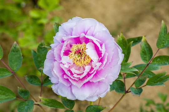 牡丹花