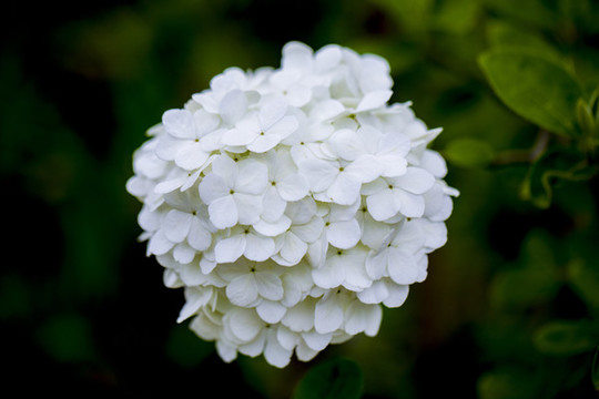 繡球花