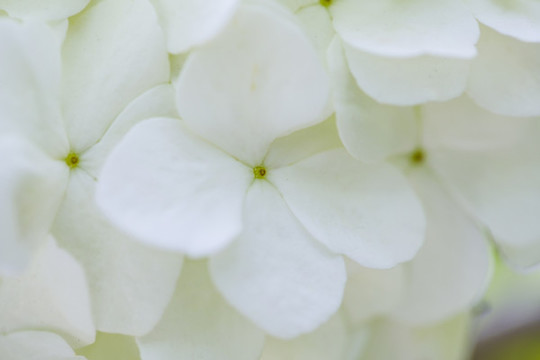 繡球花