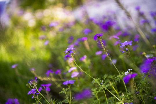 花草