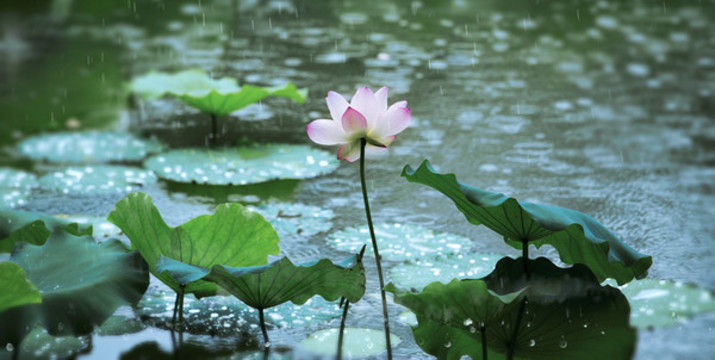 雨荷