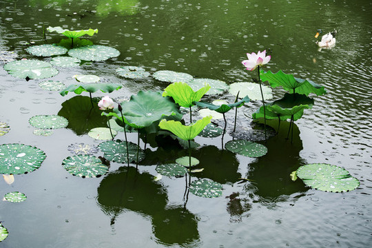 雨荷