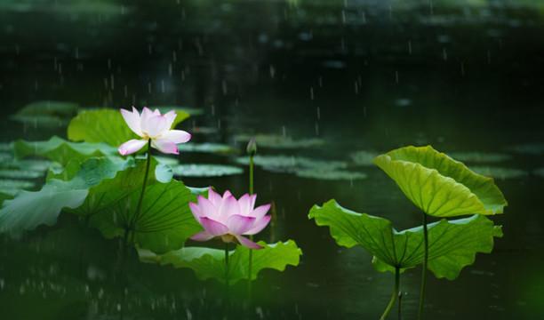 雨荷