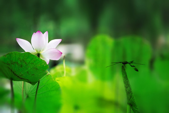 夏荷