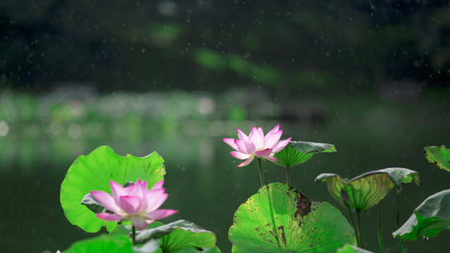 夏荷