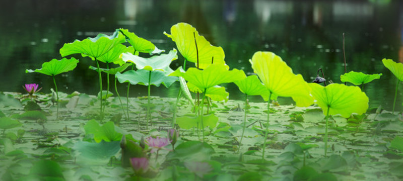 夏荷