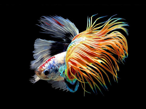 吉祥魚(yú)