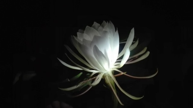 曇花