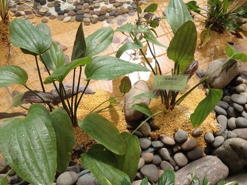 常見水生植物
