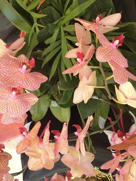 蘭花