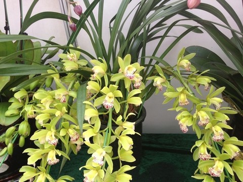 蘭花