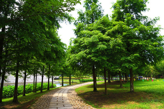 公園小道