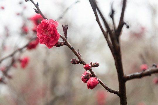 櫻花園的花花們
