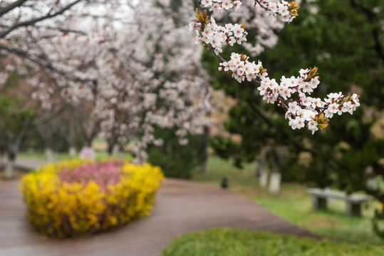 櫻花園的花花們