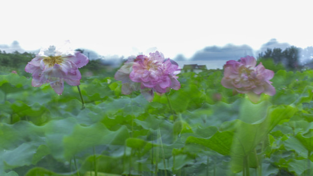 荷花