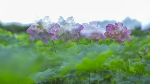 荷花
