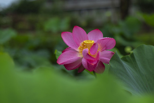 荷花