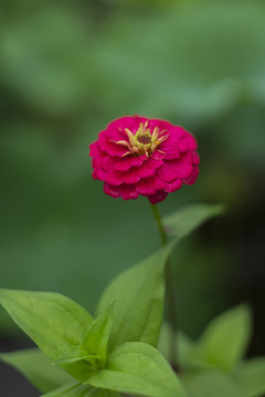 百日菊