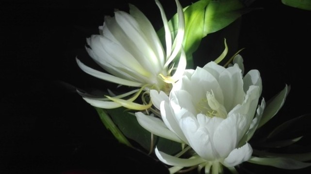 曇花