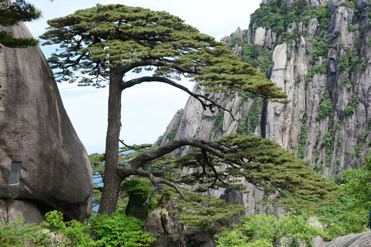 黃山迎客松