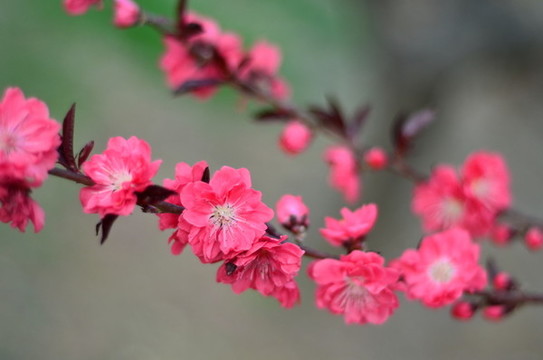 桃花