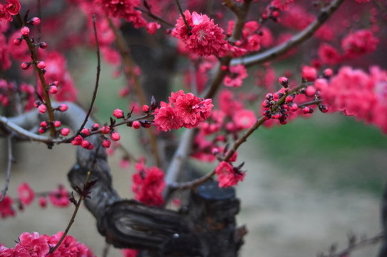 桃花