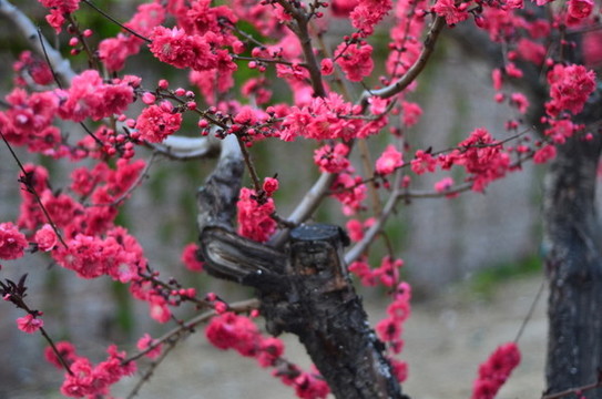 桃花