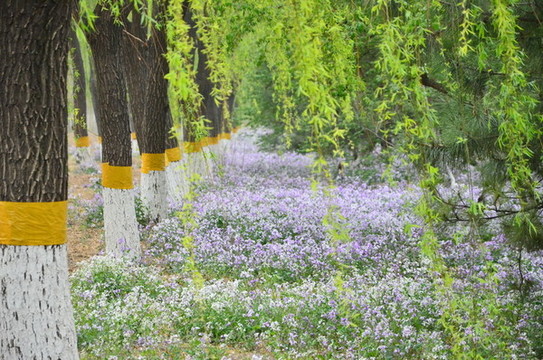 二月蘭和油菜花