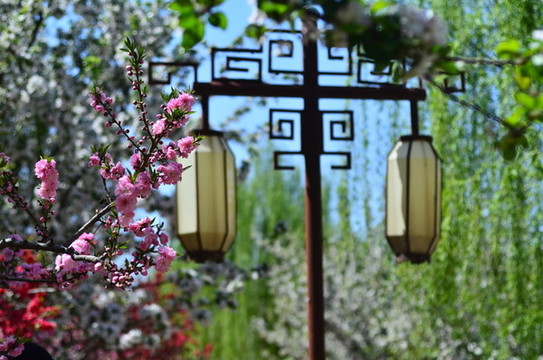 桃花和海棠花