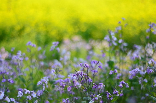 油菜花