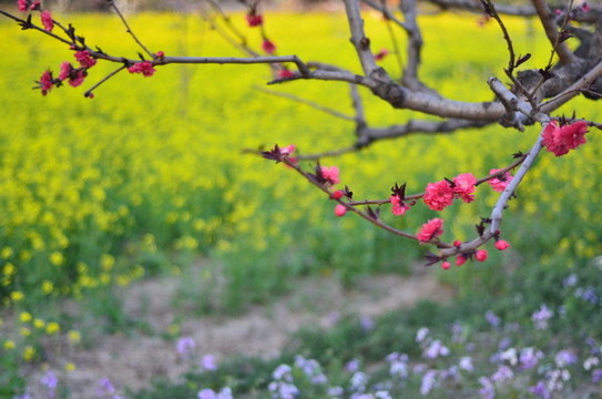 油菜花