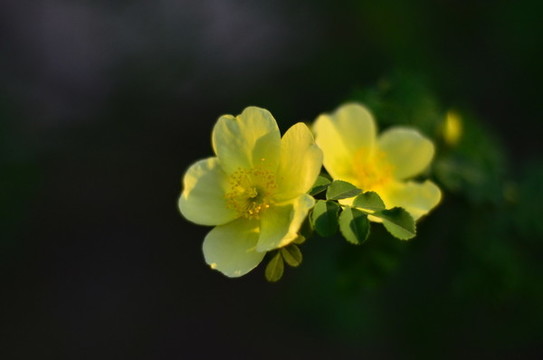 黃薔薇