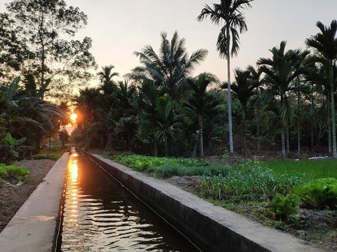 水渠夕陽(yáng)椰樹