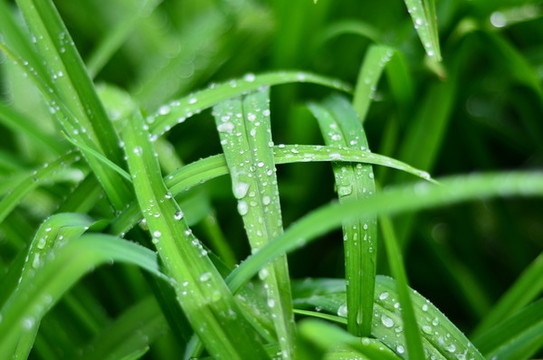 綠草綠葉