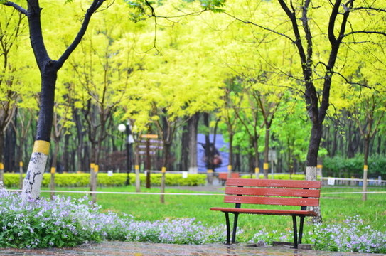 公園和樹(shù)和椅子