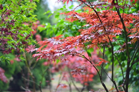 公園和樹