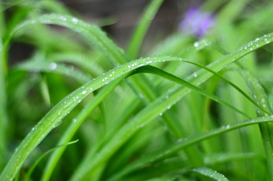 蘭花