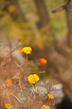 奧森公園的萬壽菊