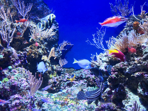 海洋館熱帶魚