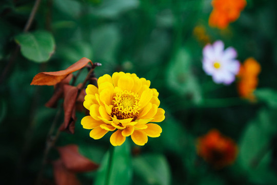 鮮花