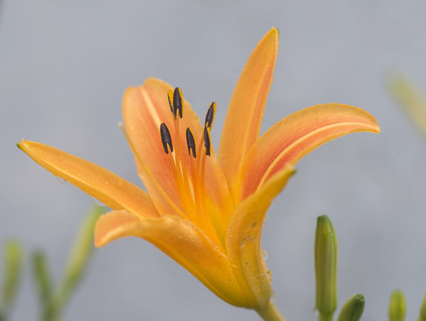 黃花菜