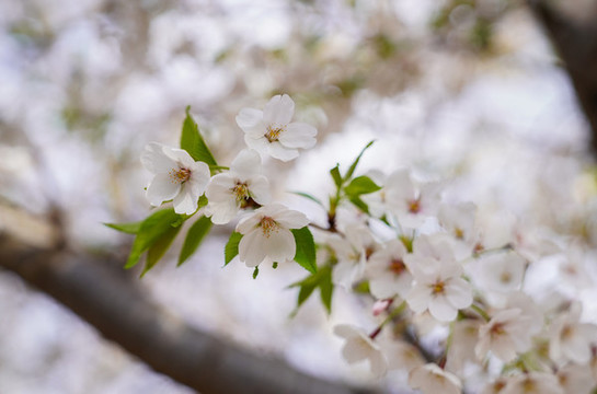 櫻花
