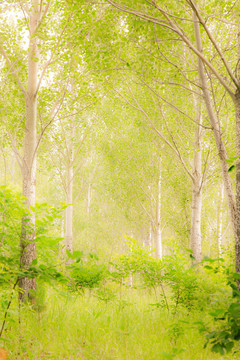綠野仙蹤小樹林油畫風(fēng)景背景