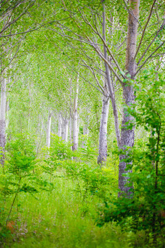 綠野仙蹤小樹林油畫風(fēng)景背景