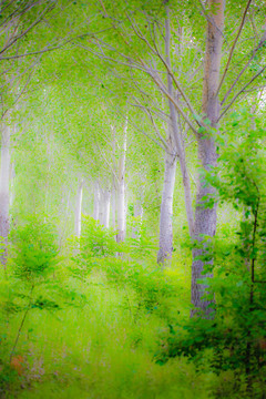 綠野仙蹤小樹林油畫風(fēng)景背景