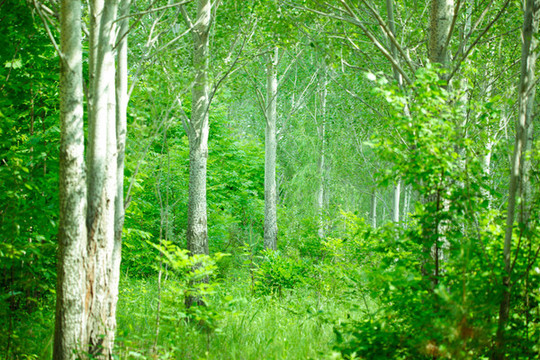 綠野仙蹤小樹林油畫風(fēng)景背景