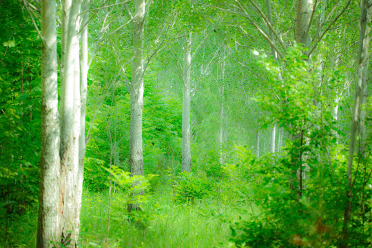 綠野仙蹤小樹林油畫風(fēng)景背景