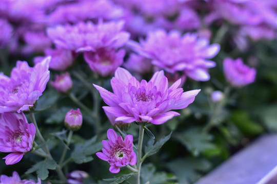 菊花