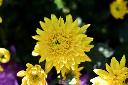 菊花