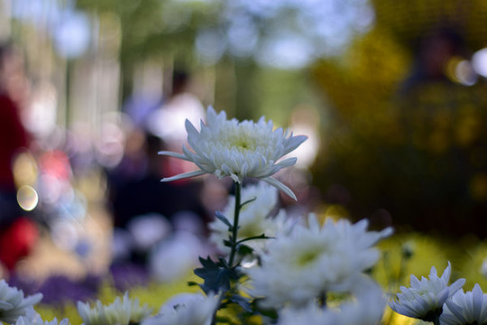 菊花